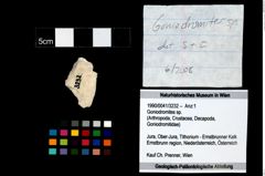 Foto (Objekt + Etikett) von Goniodromites sp.  (NHMW-GEO-1990-0041-3232)